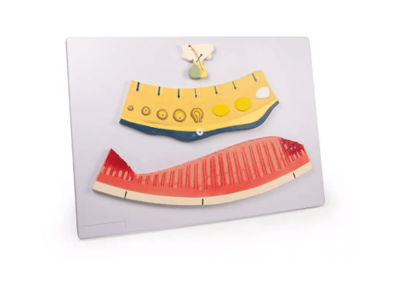 Zyklische Veränderungen im weiblichen Zyklus - Erler - Zimmer